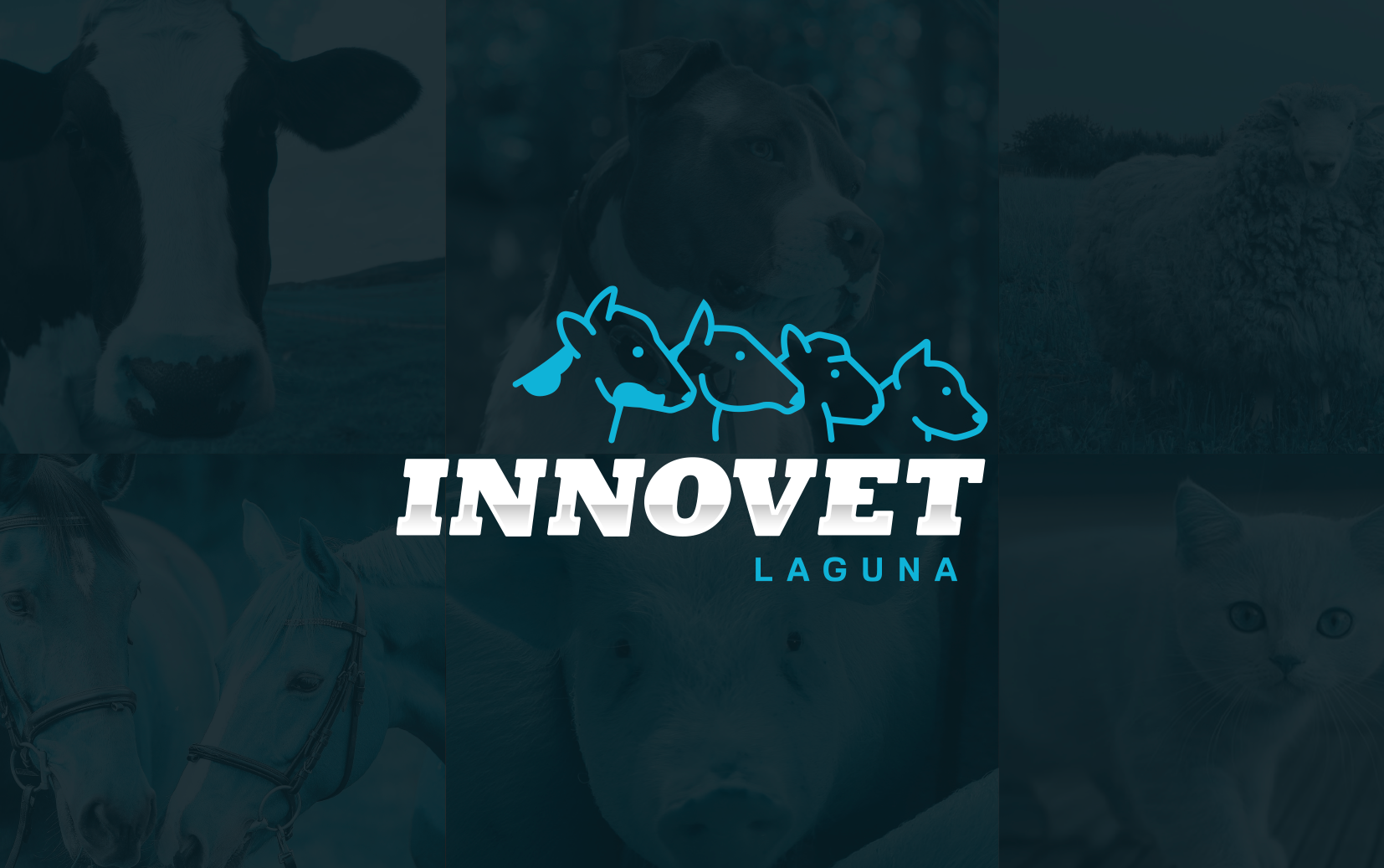 Mediaticoestudio Pez Globo